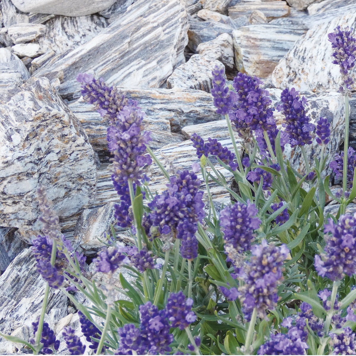 Betkom gneiss decorative chippings medium 11-32mm 20kg/bag