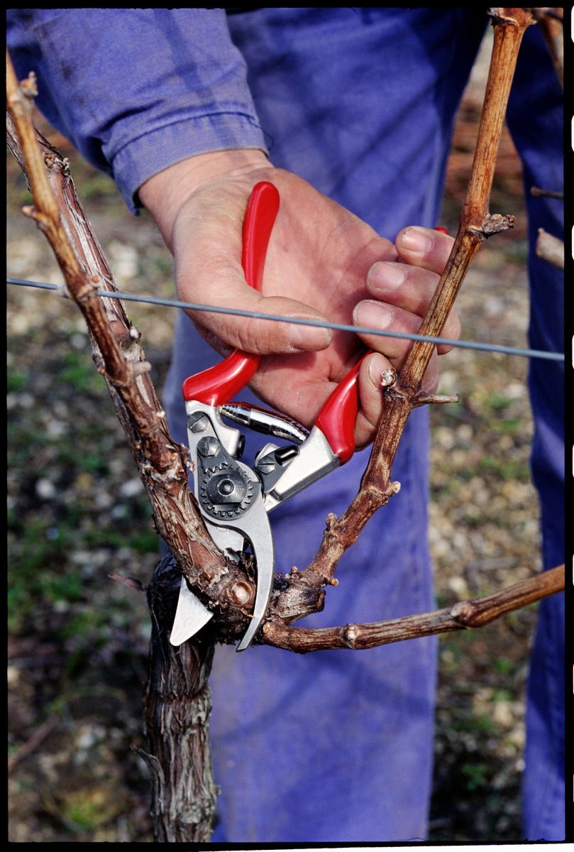 Sekator FELCO model 8 dla dużych dłoni